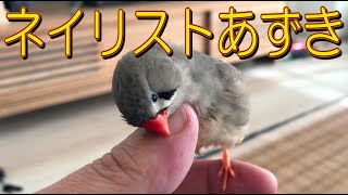 【文鳥・キンカチョウ】撫でたお礼に爪を掃除してくれるキンカチョウ