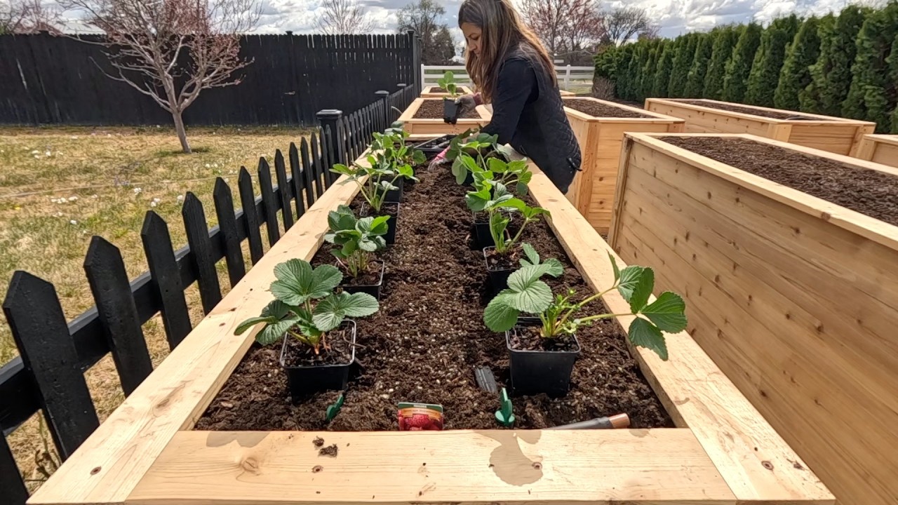 Making A Strawberry Bed