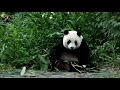 20191103 圓仔吃麻竹葉 the giant panda yuan zai