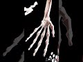 Dive Deep Into the Hand’s Anatomy  #anatomy #meded #3danimation