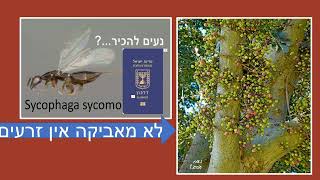 עץ השקמה פירות בלי זרעים ?