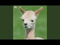 The Bad Touch (Hypertechno Edit)