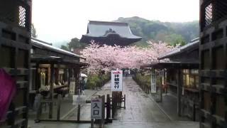 建長寺,桜満開,総門,三門,半僧坊参道,鎌倉江ノ島観光