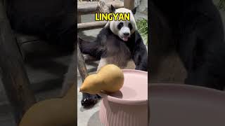 灵岩的葫芦里到底卖的是什么药 #搞笑 #panda #funny #搞笑 #animals #cute #fubao #zoo #cutepanda #memes #pets