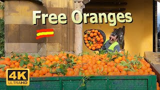 Free ORANGES in Cordoba. 🍑 Jokes of Spain. 4k Video 2025