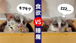 まるで人間の子供！食欲と睡魔と闘う猿がかわい過ぎた！【ショウガラゴのピザトル】