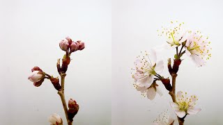 【春】桜の開花（花の開花# 368) / Blooming Cherry blossom (Timelapse)