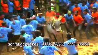 Gudamalai Vankat ,Rajesh madu manjini Jallikattu