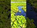 The best way to hook fishing in pond (Part-1017) #shortvideo