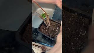 Transplanting a jujube tree #garden #gardening #plants #nature #bonsai#jujube #tree #organicfarming