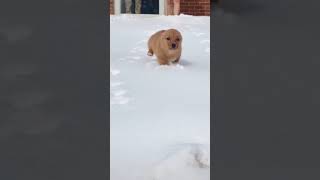 cute dog short video #funny #animals #cute #dog # Little winter #baby #viral
