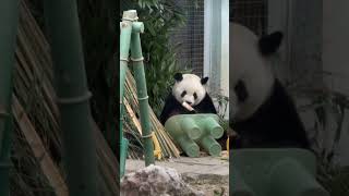 💖粉丝专属:吃得这么可爱！🐼萌兰 #大熊猫＃funny panda