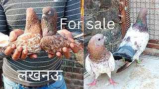 Lal ambasare kabutar sale,mako kabootar Lucknow U.P 7007425768 pigeon loft india