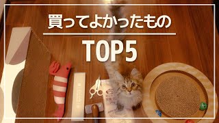 【猫グッズ】生後2ヶ月、買ってよかったものBEST5！子猫をお迎えするときに買ったもの【amazon/楽天】