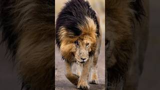 Scarface Lion - the most famous lion in the world #wildlife #lion #fypシ゚viral #pet #petlover