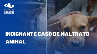 En Barrancabermeja, un perrito fue amarrado con cinta adhesiva a un poste