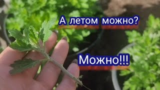 хризантема мультифлора. летнее черенкование и размножение.