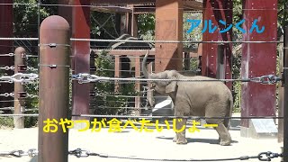 アルンくん、早くフィーダーのおやつ🥜食べたいじょー（上野動物園）2022.04.10