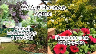 САД в начале лета/Цветущие кустарники, цветы с подписями/Новый миксбордер/РОЗЫ перед цветением