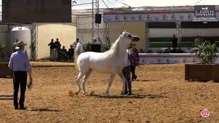 N 151 Rehanat Al Qamar   The Palestinian spring Arabian Show 2023   Mares 5 Years Old Class 18