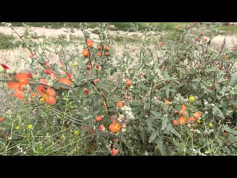 Where does globe mallow grow?