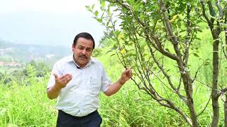 बागीचों में मिट्टी के sample लेने की विधि|Dr YS Parmar University of Horticulture \u0026 Forestry, Nauni