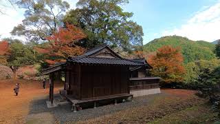 中津川大元神社紅葉　4K　2020/11/24　愛媛県八幡浜市