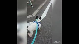 後少し❗#フレンチブルドッグ #全盲犬 #シニア犬 #frenchbulldog#お散歩#フレブル#