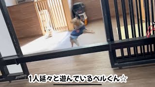 【犬の幼稚園の日常】おもちゃの遊び方も犬それぞれ