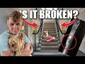 Our DOG Fell Down the STAiRS! Is it Broken?