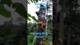 Side Grafted Durian. To Be Opened Kura Kura and Established Musang King Durian