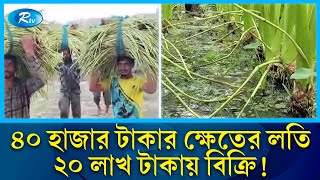 ৪০ হাজার টাকার লতির ক্ষেতে প্রায় ১২ লাখ টাকা আয়! | Agriculture | Rtv News