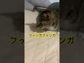 興奮すると鼻息が荒くなる猫 猫 癒し ねこのいる生活 ねこ cat shorts 保護猫