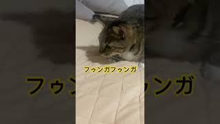 興奮すると鼻息が荒くなる猫#猫 #癒し #ねこのいる生活 #ねこ #cat #shorts #保護猫