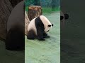 圓寶吃完窩窩頭總是需要時間嚼一嚼 cute panda 動物 貓熊