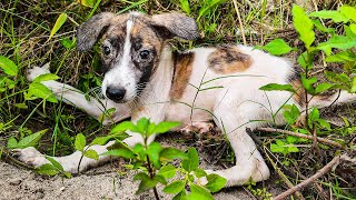 LTT Animal || Rescue Alert: Abandoned Dogs' Miracle: From Ditch to Loving Home 🐶