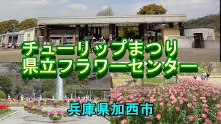 ４月１１日に兵庫県立フラワーセンター、チューリップまつりに行って来ました。　ほぼ全ての花が、咲いてとても綺麗でした。　３０日まで開催されているようです。