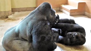 遊びたいキヨマサを放っておけないシャバーニ。Shabani can't leave Kiyomasa alone when he wants to play. ゴリラ Gorilla गोरिल्ला