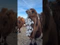 white snow under the neck of the camel animals youtubeshorts shortvideo