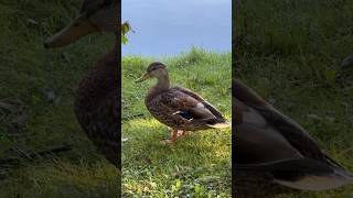 Mallard ducks by the lake 湖畔のマガモ #shorts