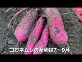 さつまいもコレと一緒に植えれば虫にかじられる事はありません！コガネムシ、センチュウ対策