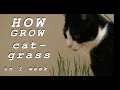 Cat Grass  in 1 Week  Indoors - Cultivating Barley (Hordeum. Vulgare) Edible Cat Friendly Plant