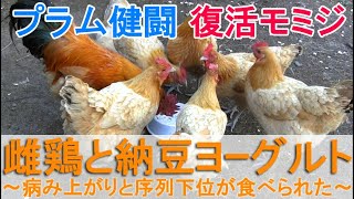 雌鶏と納豆ヨーグルト～病み上がりニワトリと序列下位が積極的に食べた大好物の食事会～