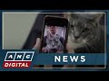 Japanese AI app claims to detect when cats are in pain | ANC