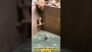 🐒🐒🌹இந்தக் குரங்கு தான் சிங்கப்பெண் #brave #hardwork #confident #monkey #shortsfeed #ytshorts #rescue