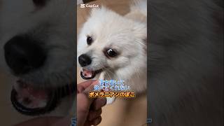 落ち着いて食べてくれない？ポメラニアンのぽこ　　＃ポメラニアン＃犬＃pomeranian＃dog