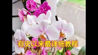 蝴蝶兰养护施肥法，盆土的选择以及花后修剪（有史以来最详细教程，倾囊相授）