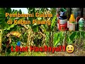 CARA MEMBASMI GULMA DI KEBUN PISANG‼️ Cara Membasmi Gulma Pada Tanaman Pisang | Alam Karya Farm