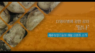 [성과공유 UCC] 더뎅이병에 강한 감자, 탐나!