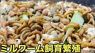 ミルワーム飼育繁殖また始めます【爬虫類の餌】カナヘビ　ニホンヤモリ